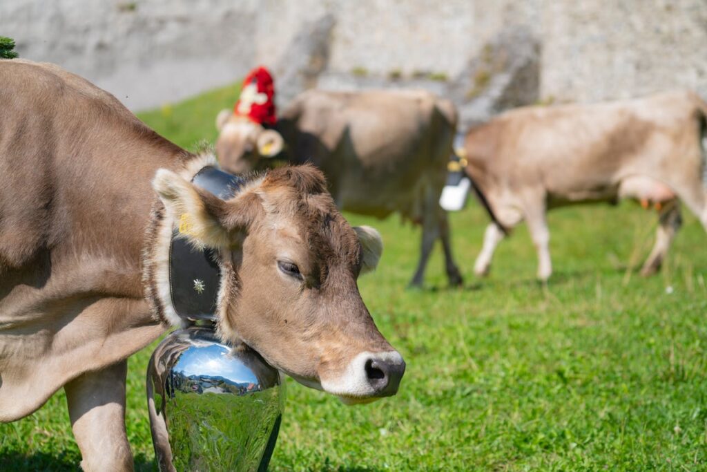 A young Brown Swiss resting with bell outdoors