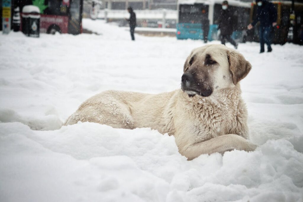 Anatolian Shepherd enjoying snowy urban park setting