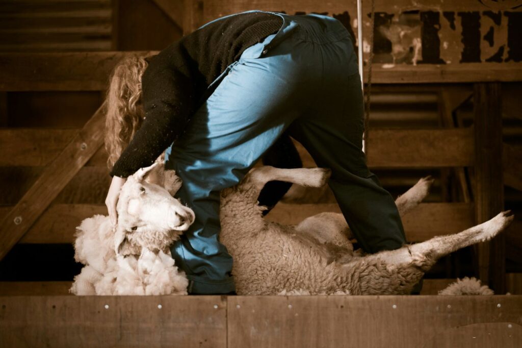 Shearing Sheep