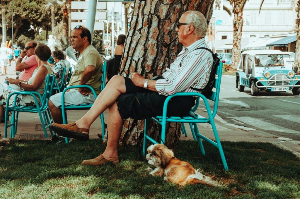 Shih Tzu with senior