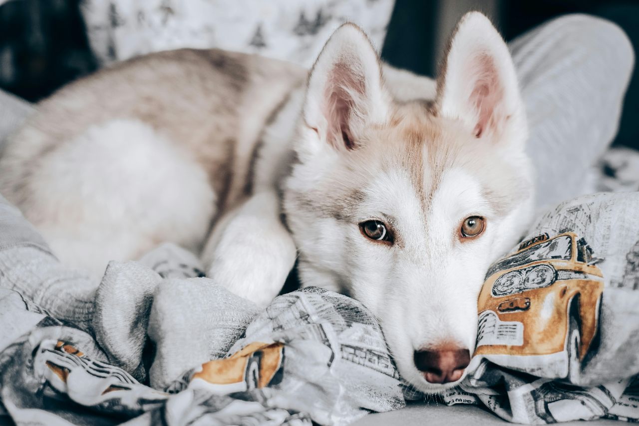 Siberian Husky
