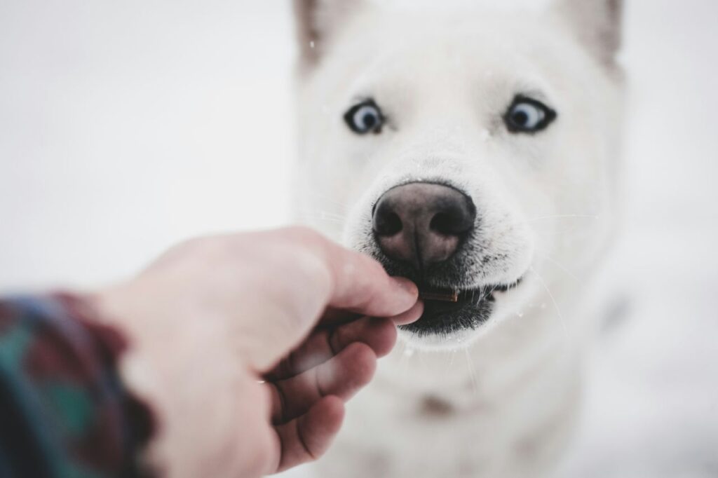 Siberian Husky