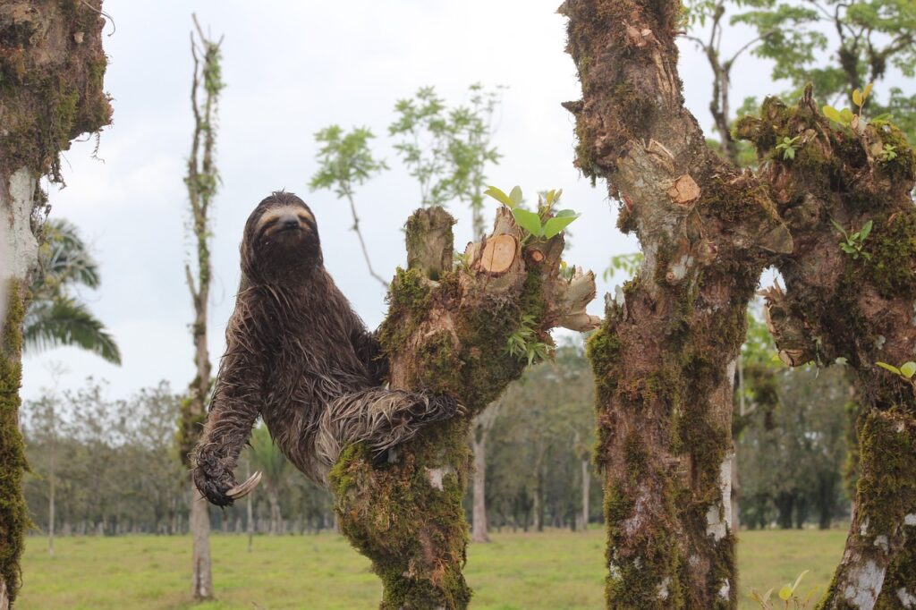 Sloth