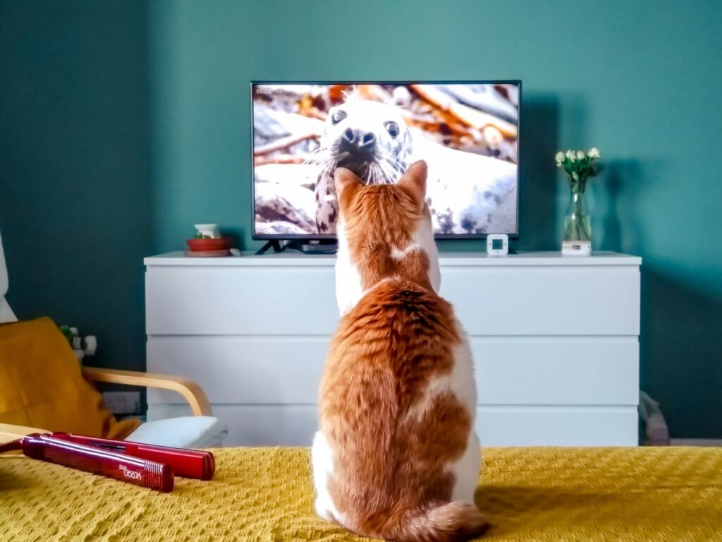Orange and white cat watching TV attentively