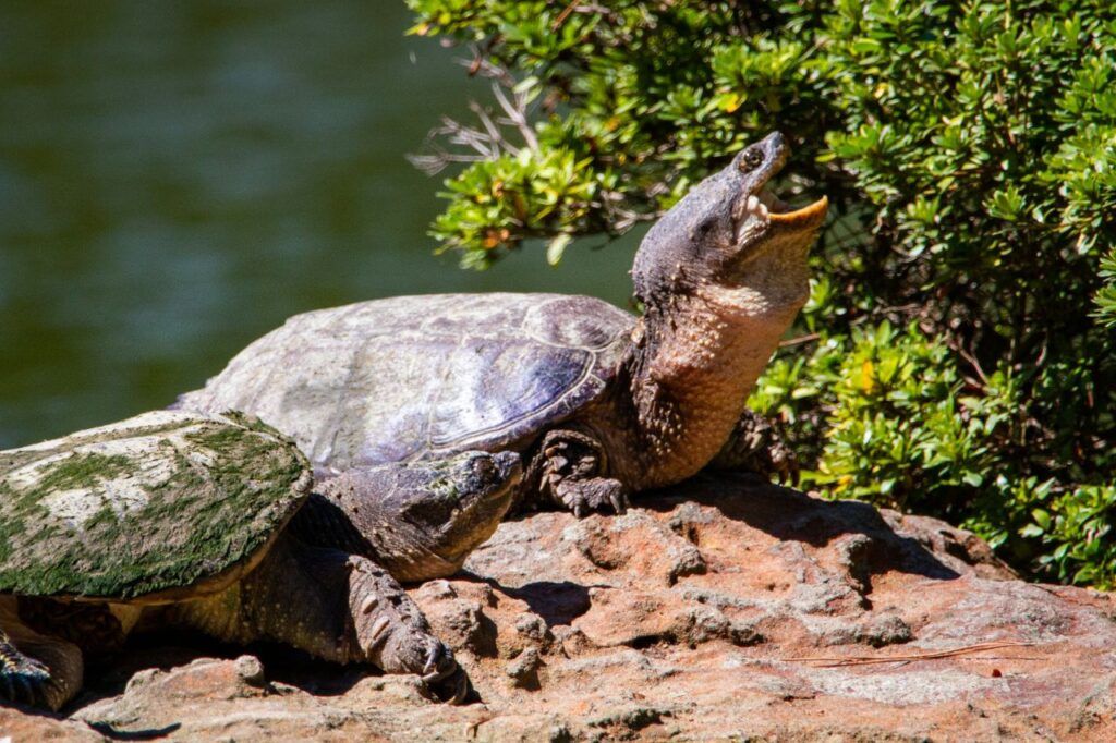 Snapping Turtle