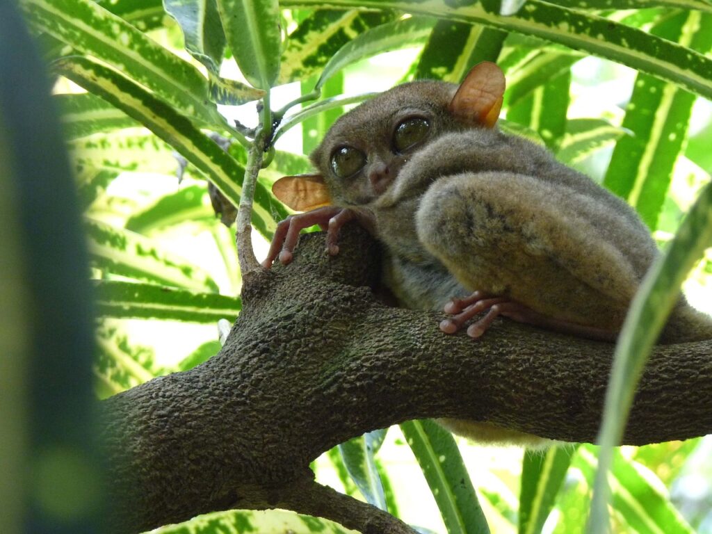 Tarsier with wide eyes perched on branch