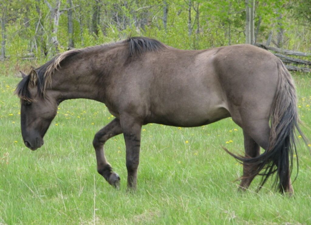 Sorraia Stallion