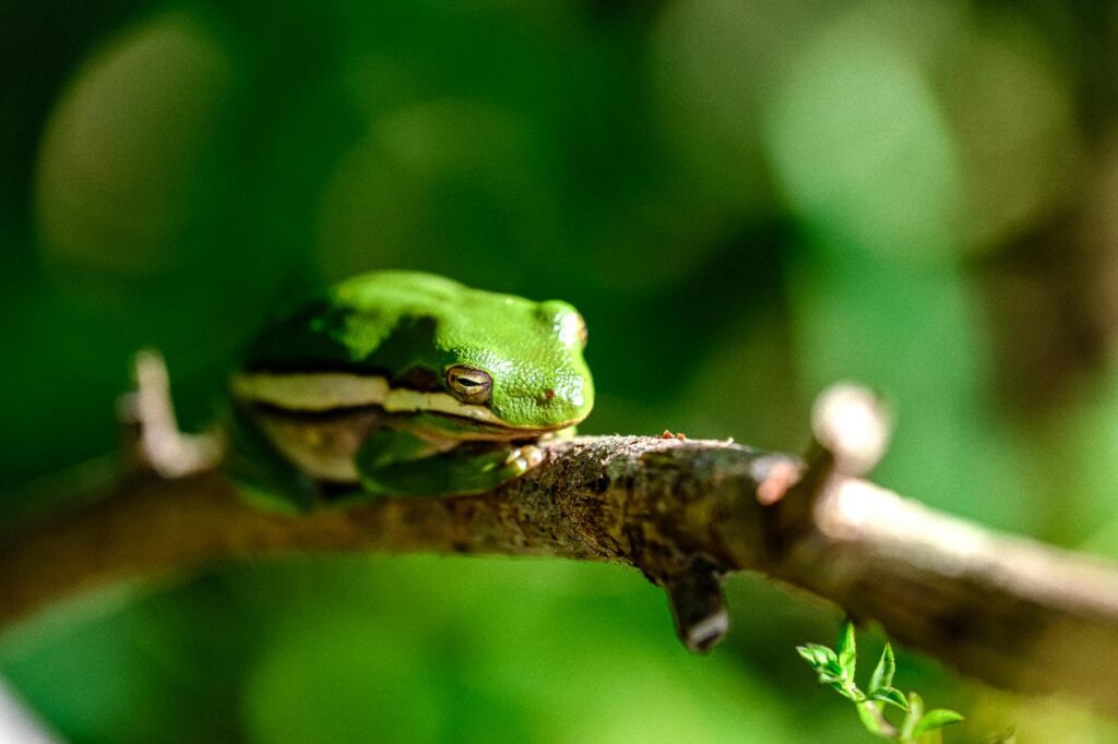 American Green Tree Frog