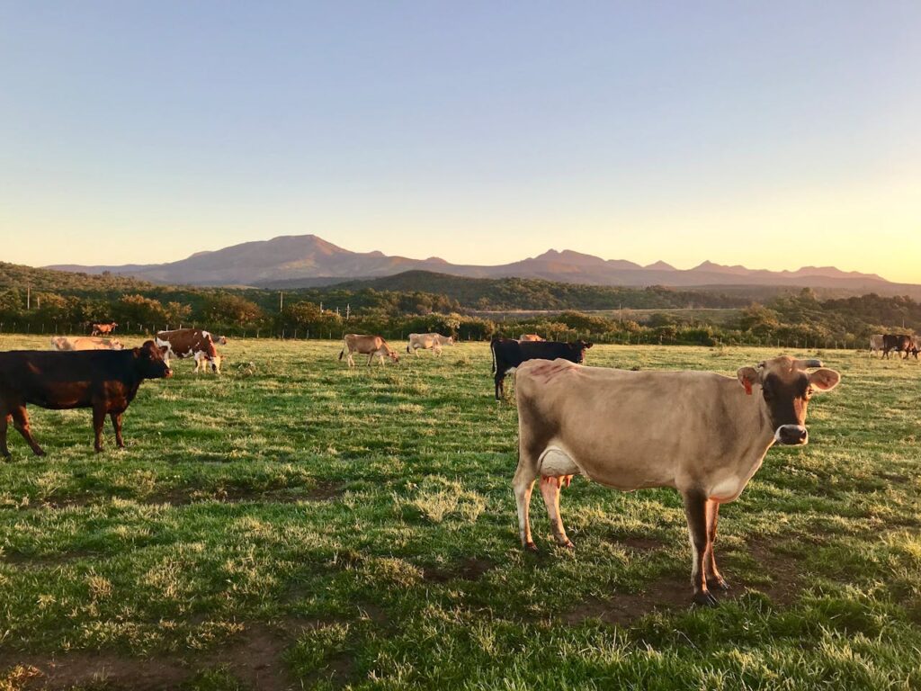A Jersey cow grazing at sunset in a field