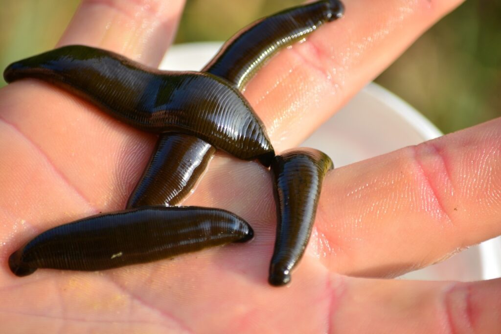 Freshwater leeches