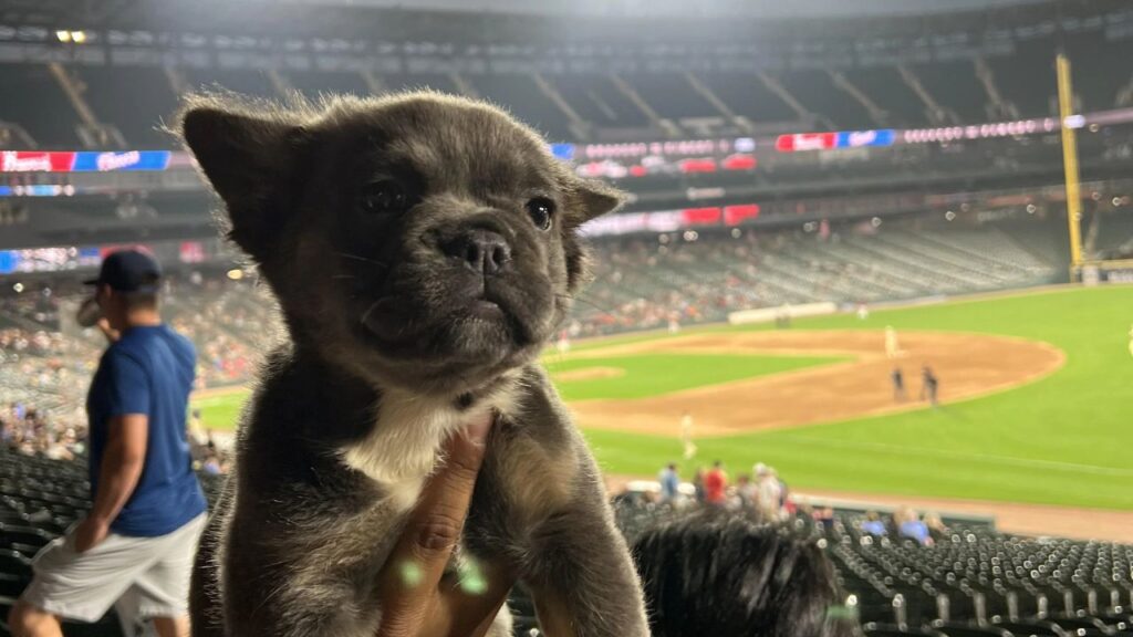 fluffy/ wooly french bull dog