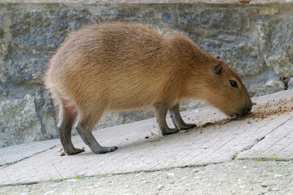 Capybara sniffing