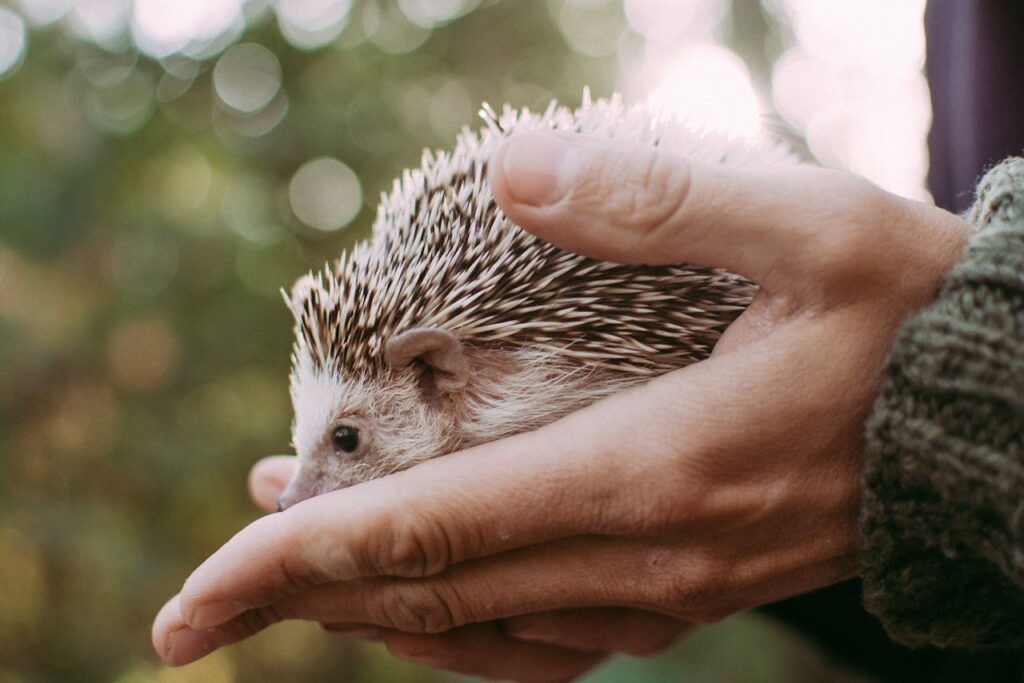 Person holding small hedgehog carefully