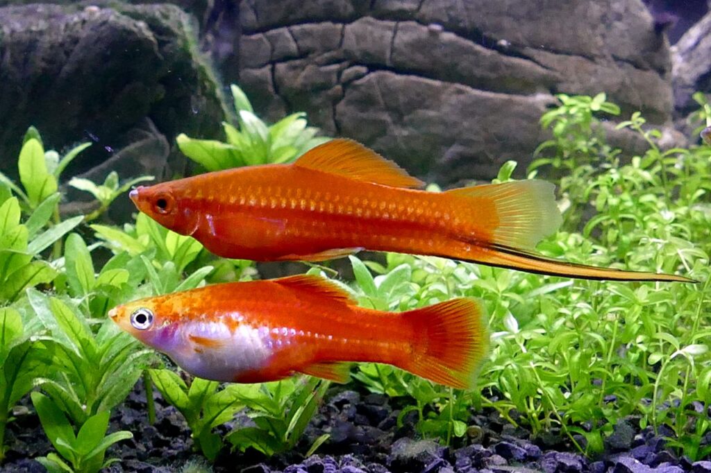 Swordtail Fish