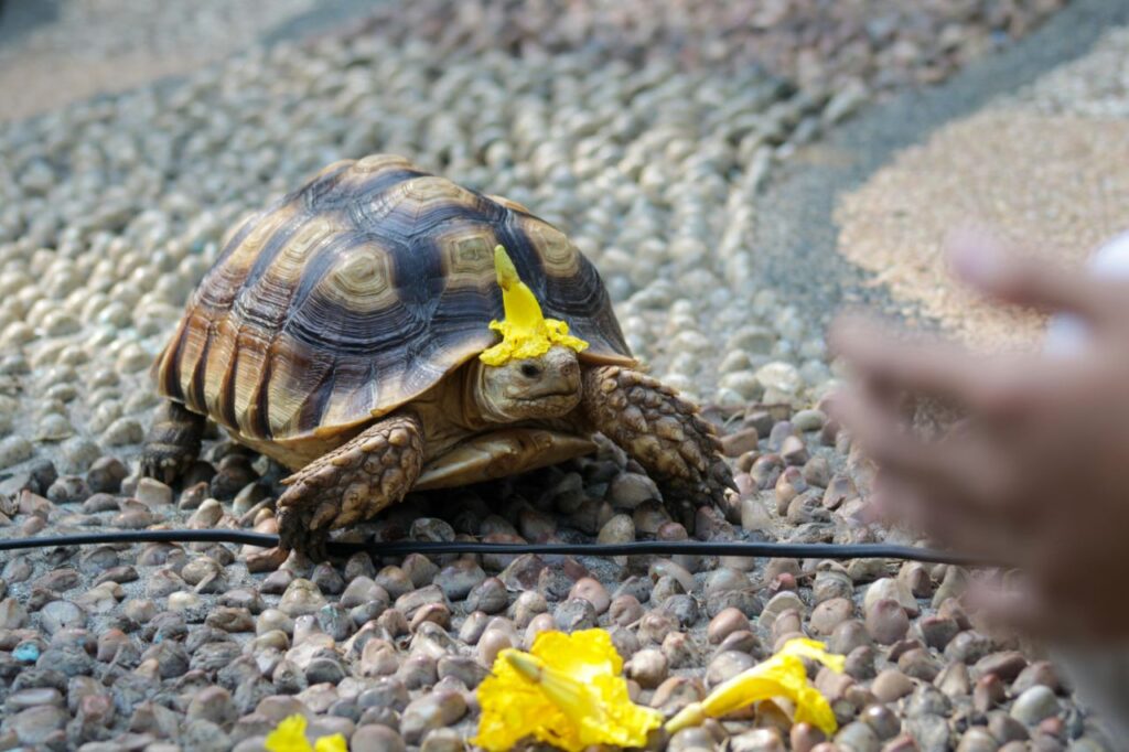 Tortoise playing