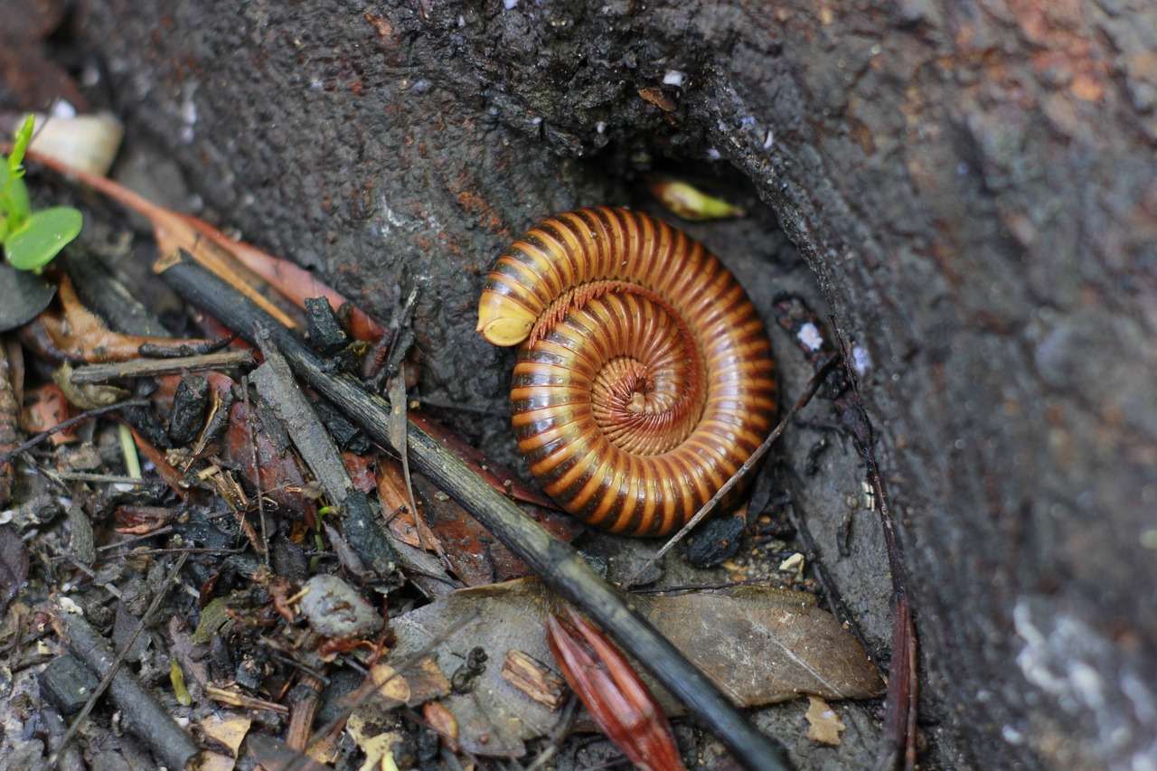 Millipede sensitive