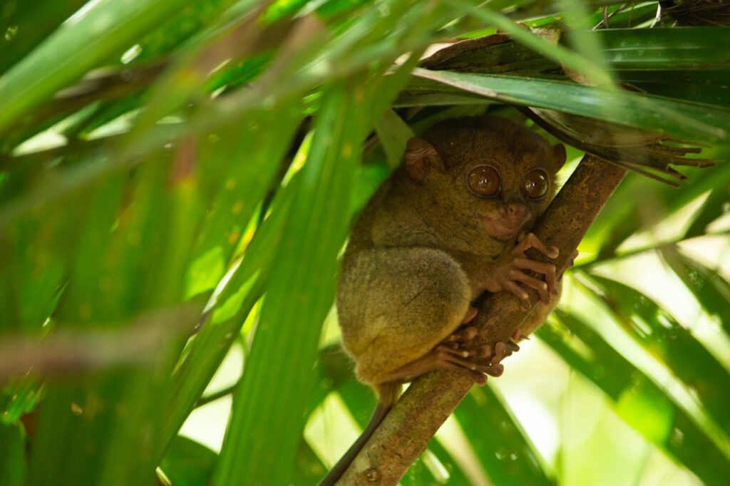 Tarsier hidden among leaves, staring curiously