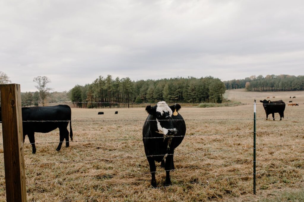 Black cow with white face standing behind a barbed wire fence
