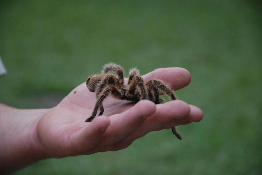 Tarantula