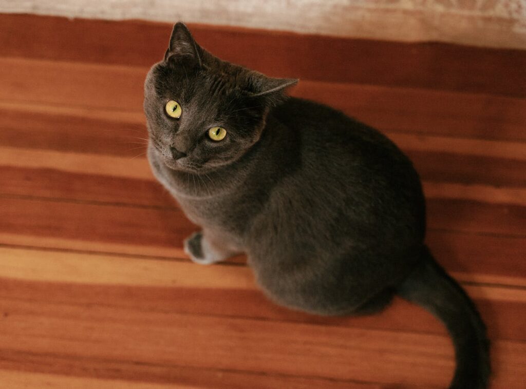 Russian Blue cat with green eyes sitting indoors