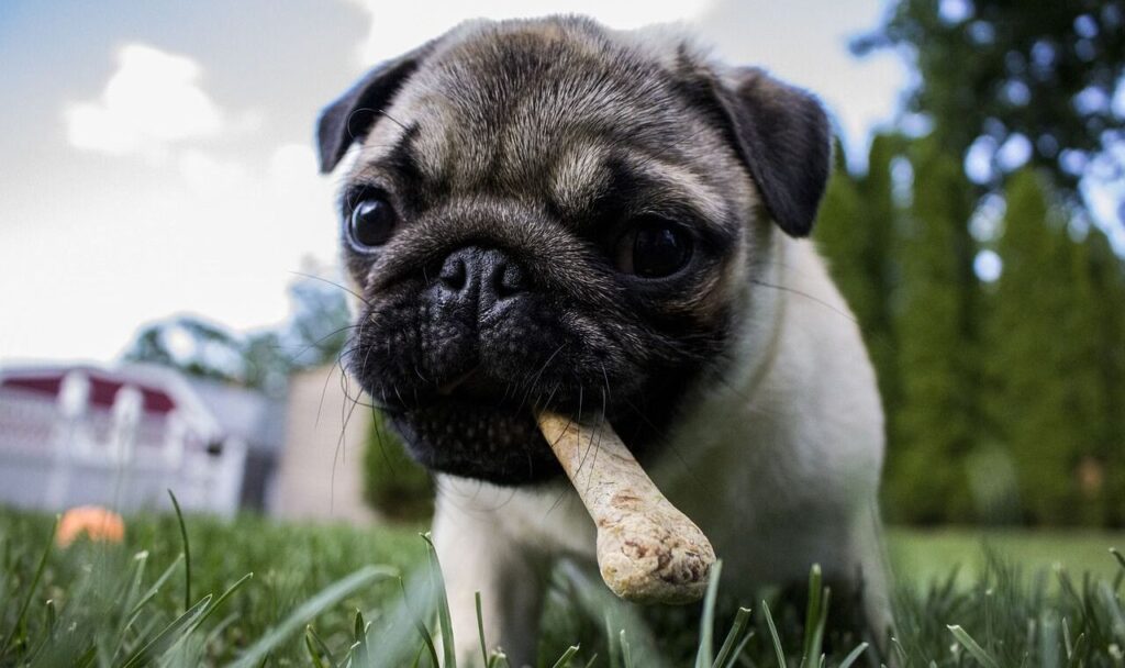 Pug with bone in mouth