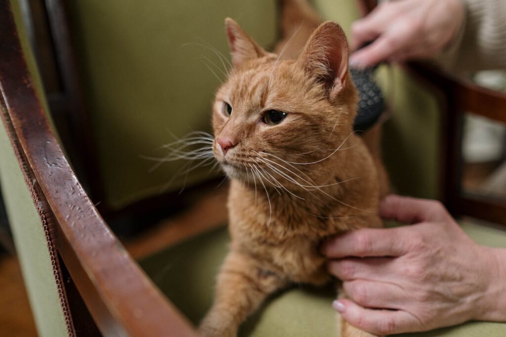 cat receiving care
