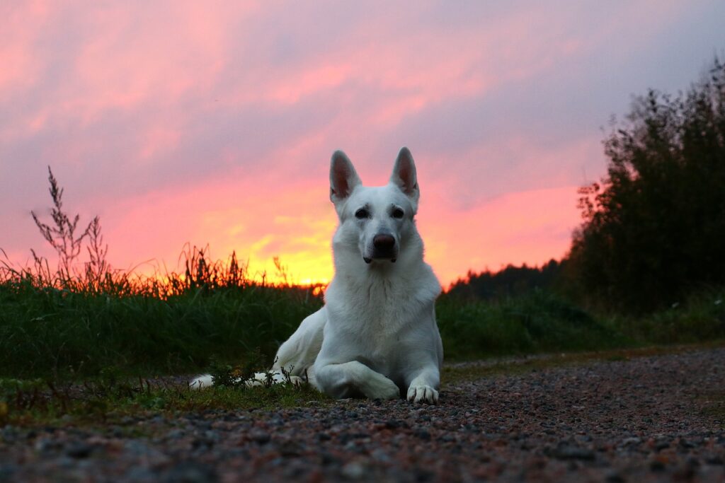 A White German Shepherd at sunset