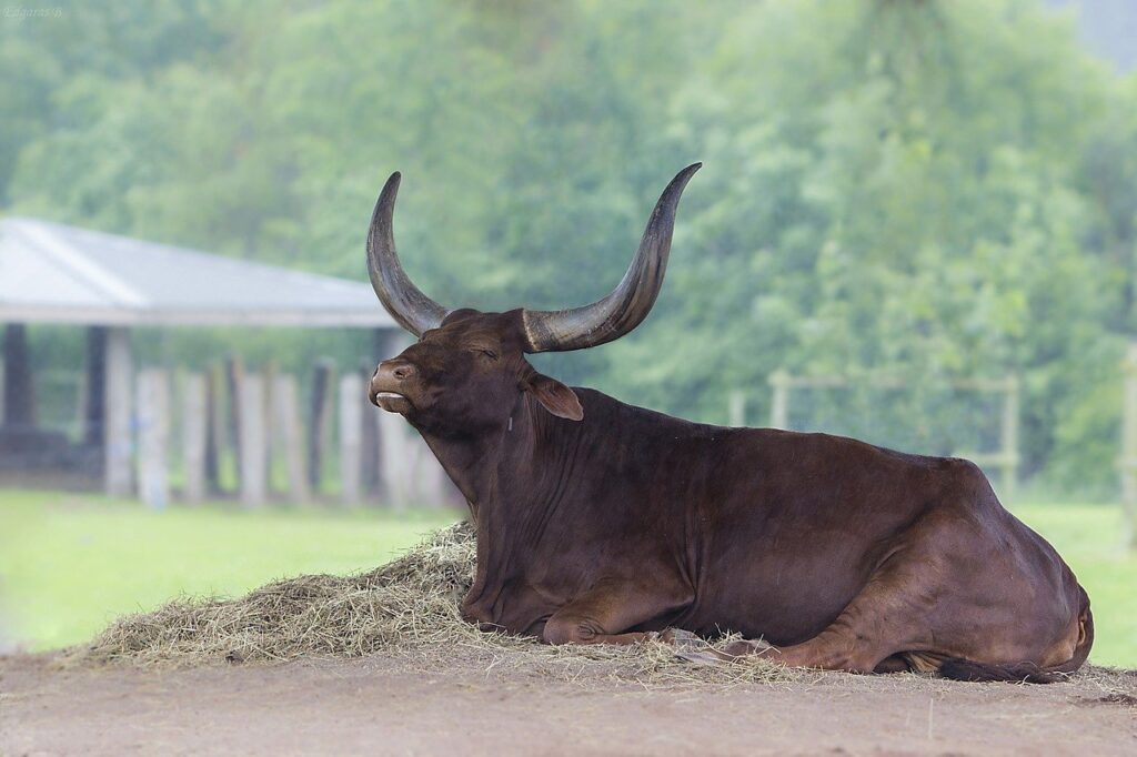 A brown ankole-watusi resting her head on a shiny metal
