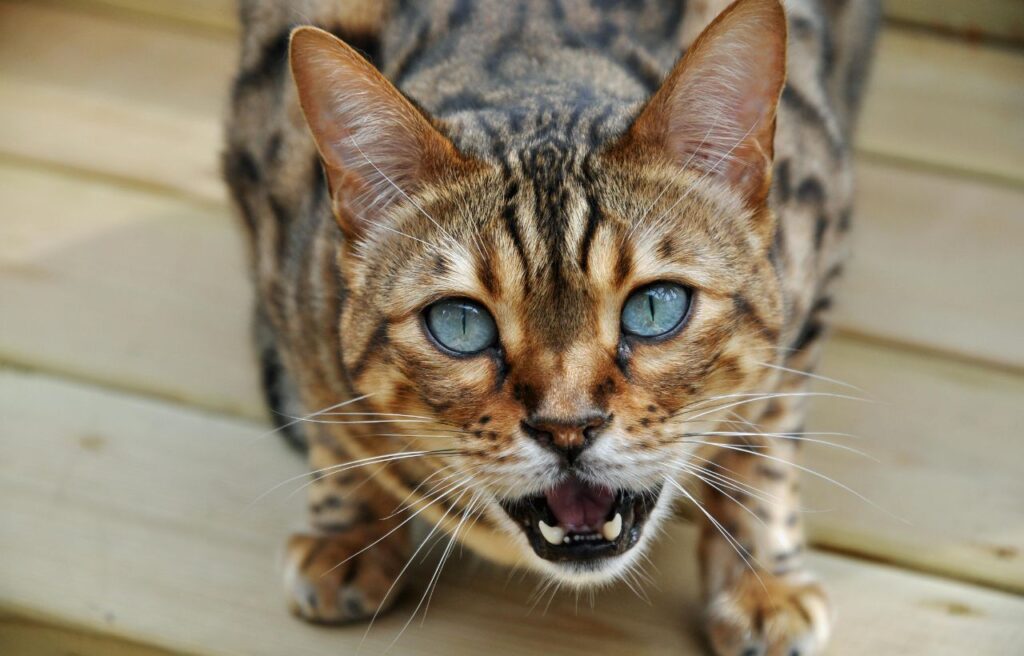 Bengal cat meowing.