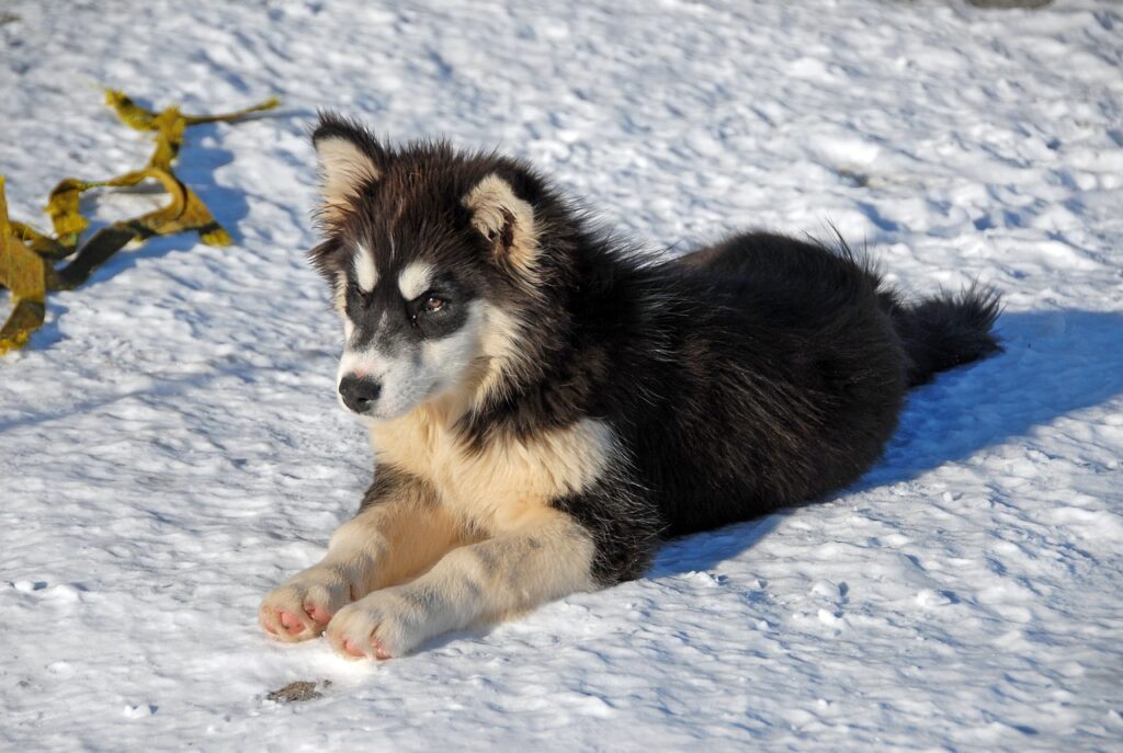 A Greenland dog