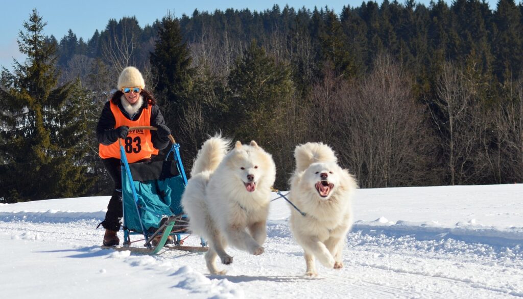 Samoyeds as sled dogs