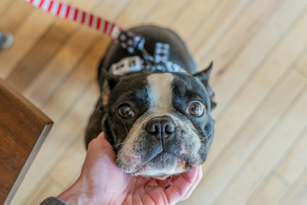 Boston Terrier looking up while being petted