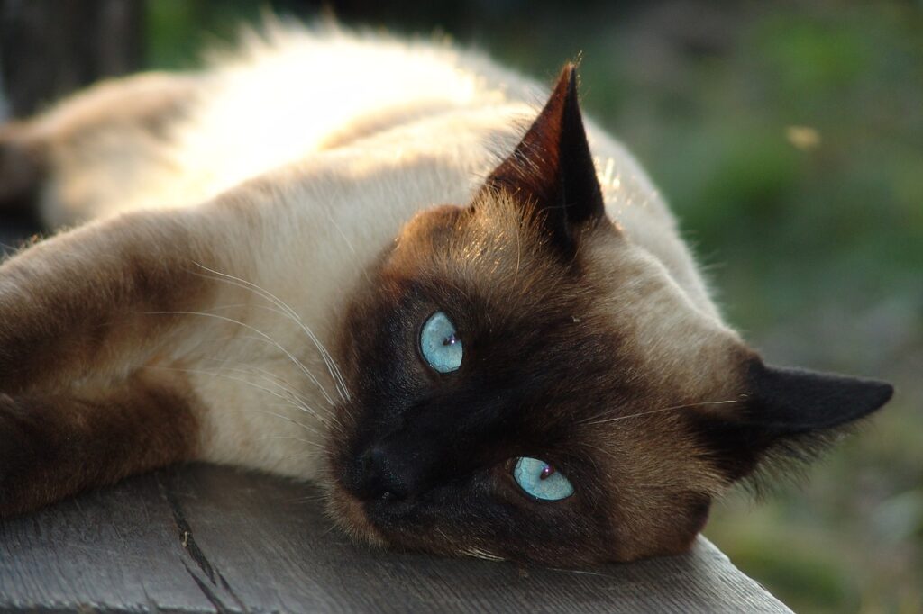 Siamsese Cat resting