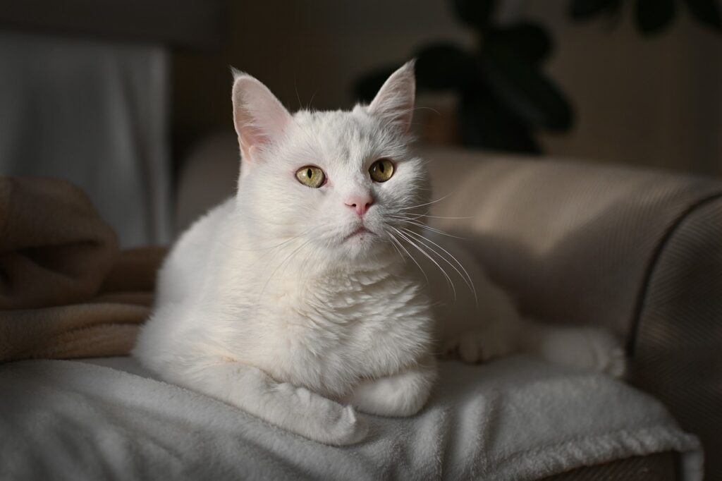 trained cat sitting calmly