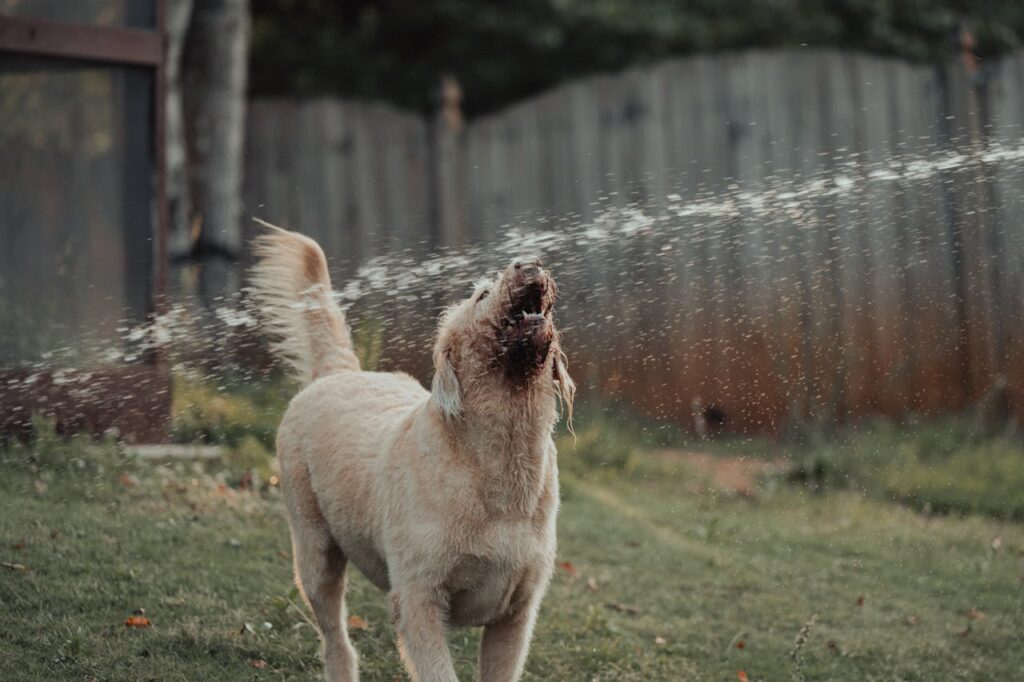Golden Retriever playing with garden water spray