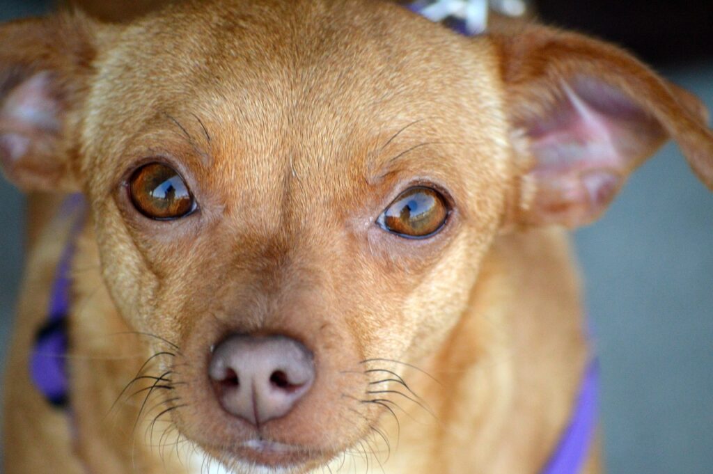 Close-up of a brown Chiweenie (Chihuahua Dachshund Mix)