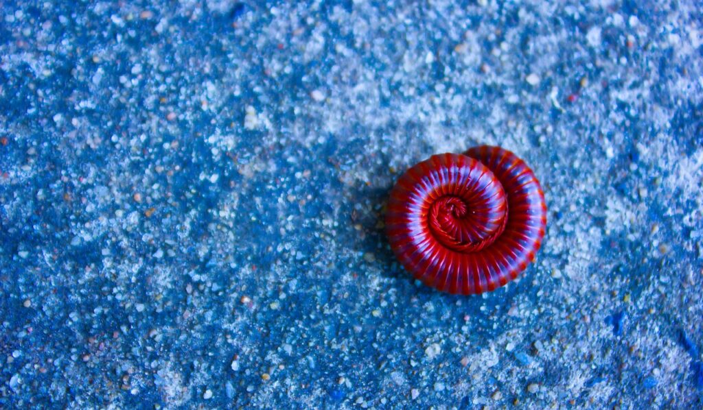 A Millipede in a setting