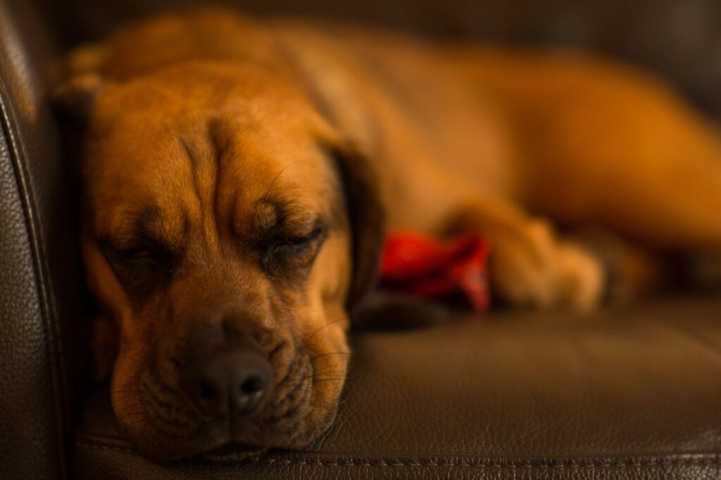 Puggle Dog Sleeping