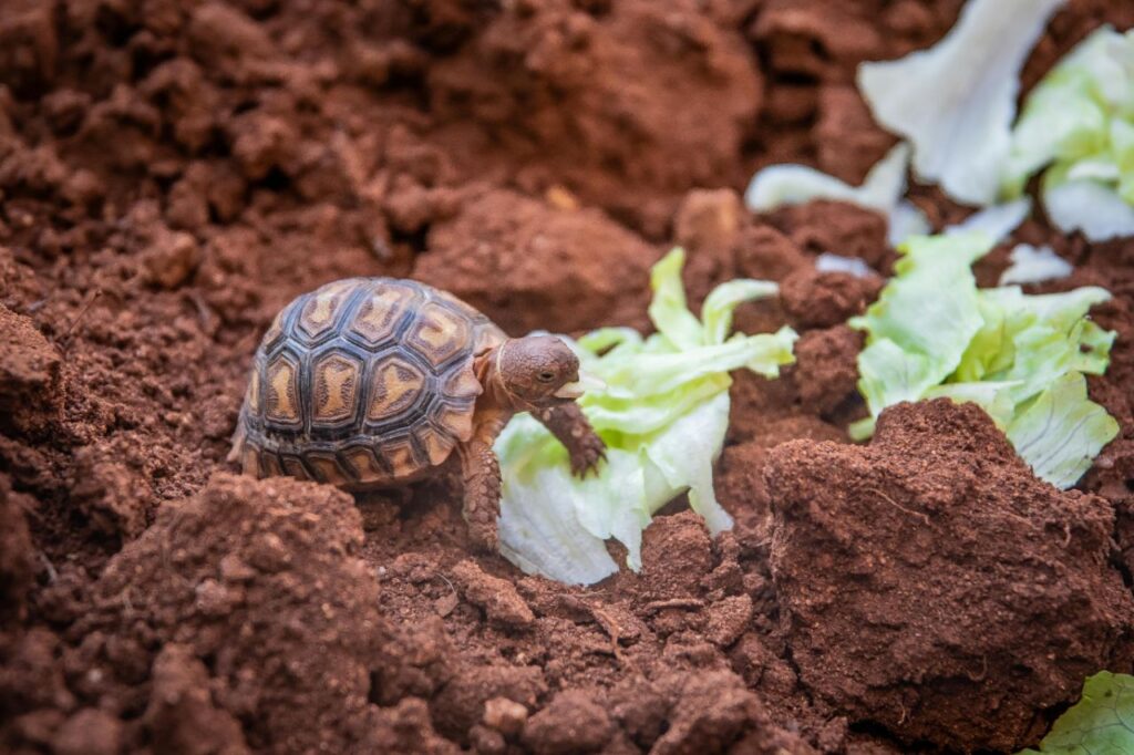 Tortoise eating