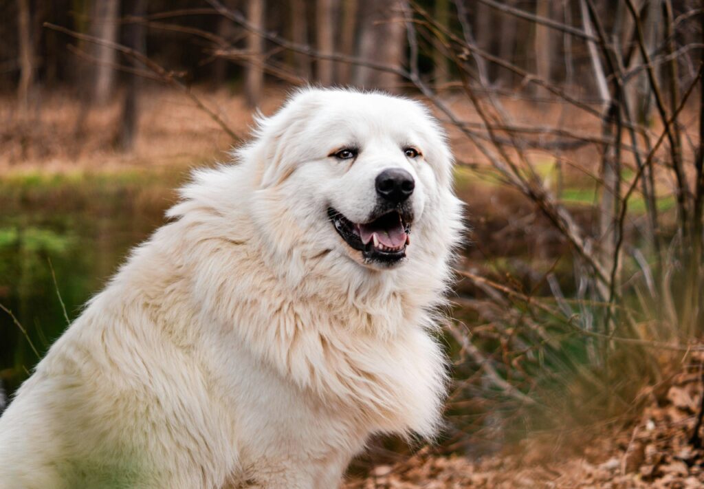 A Great Pyrenees Dog