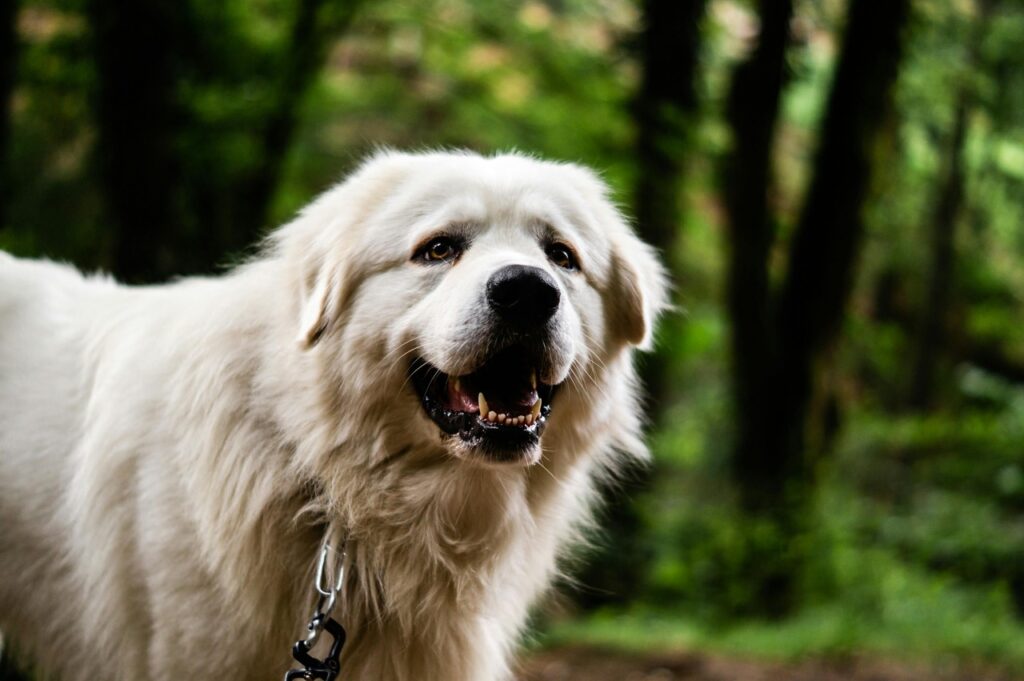 A Great Pyrenees dog