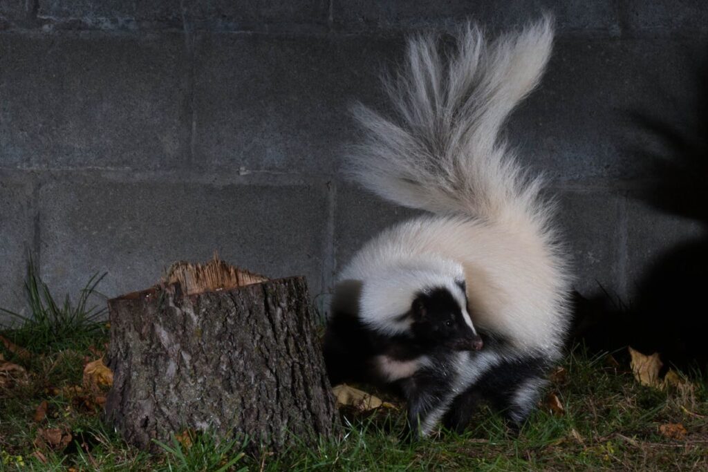 Skunk by a tree stump at night