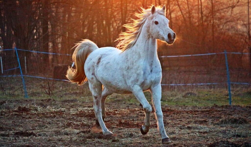 White Arabian horse running in a field at sunset.