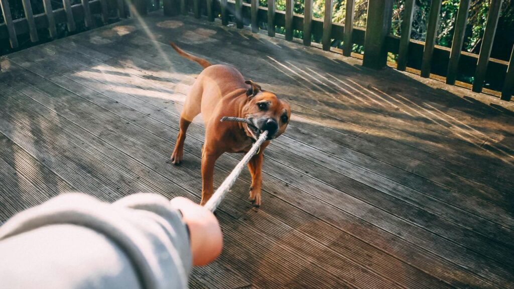 dog 