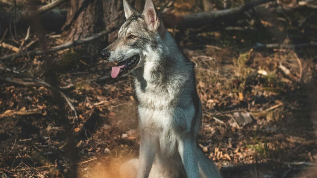 Wolfdog