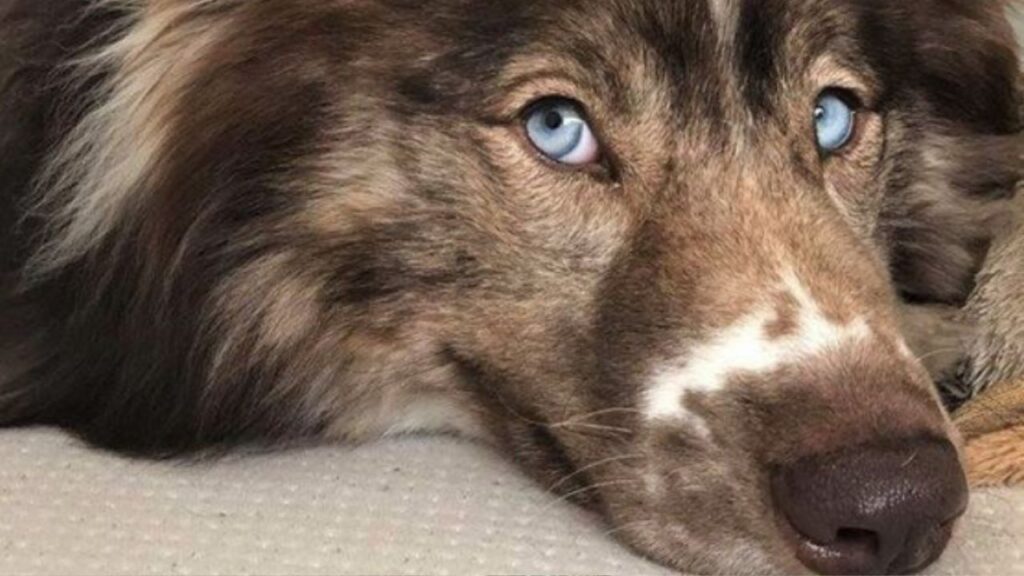American Indian Dog