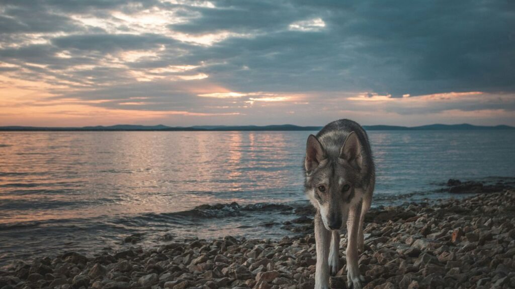 Wolfdog staring