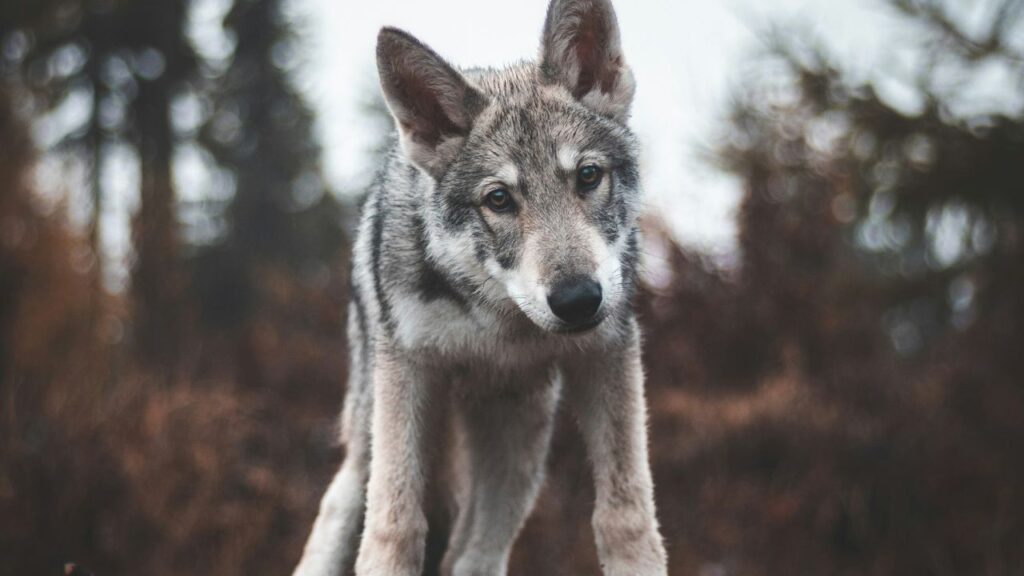 Wolfdog standing