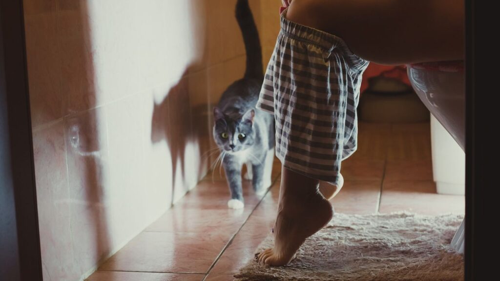 cat