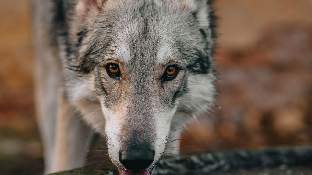 Wolfdog drinking